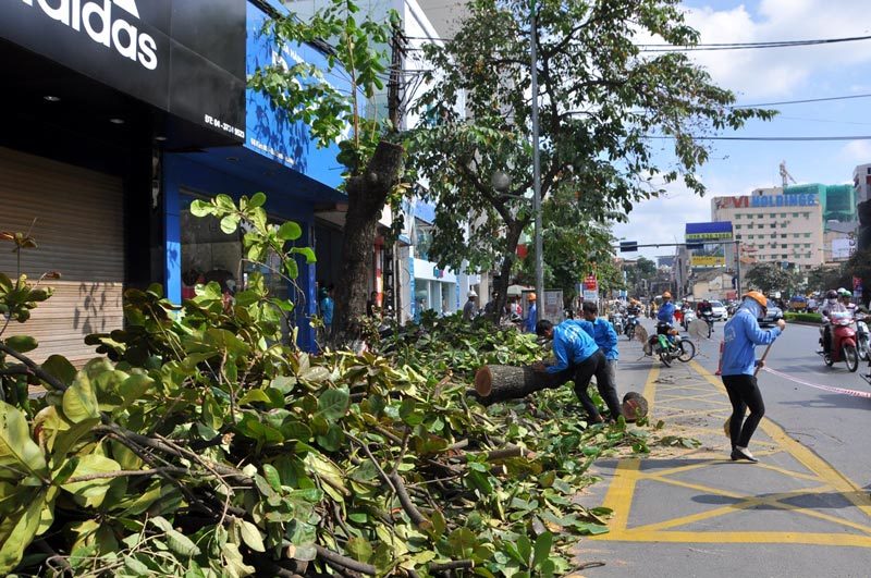 chặt cây, Hà Nội, đốn hạ, cây xanh, 6.700, dư luận, ý kiến, người dân, lãng phí