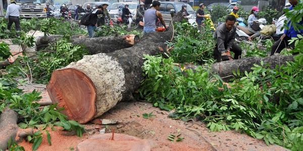 Đốn cây, đừng đốn sự minh bạch