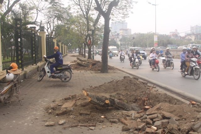 cây xanh, Hà Nội, công cộng, Sở Xây dựng...