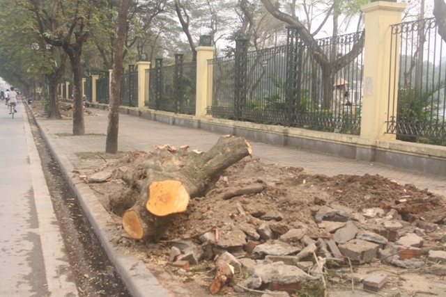 cây xanh, Hà Nội, công cộng, Sở Xây dựng...