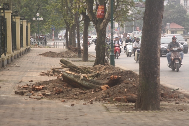 cây xanh, Hà Nội, công cộng, Sở Xây dựng...