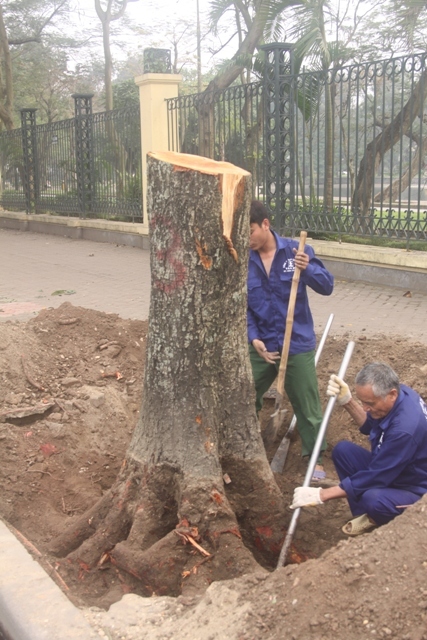 cây xanh, Hà Nội, công cộng, Sở Xây dựng...