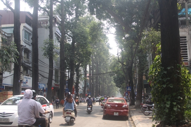 cây xanh, Hà Nội, công cộng, Sở Xây dựng...