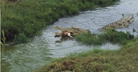 Du khách choáng váng chứng kiến cá sấu ăn thịt người