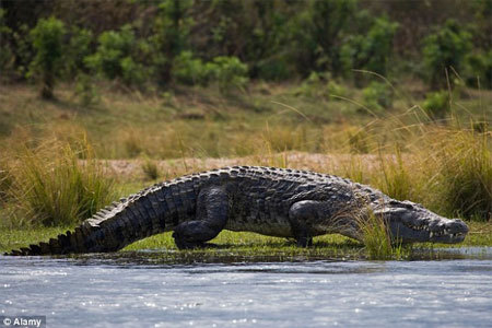 cá sấu, ăn thịt, người, Zimbabwe