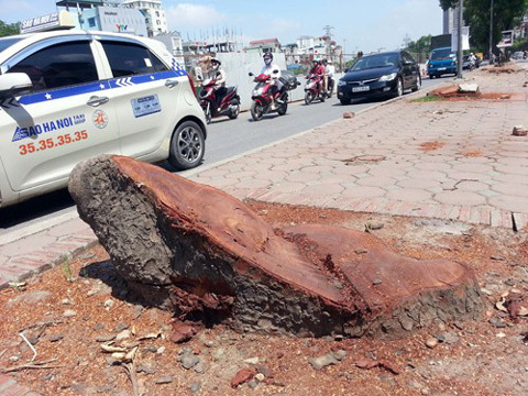 Hà Nội còn lại gì sau những hàng cây bị hạ?
