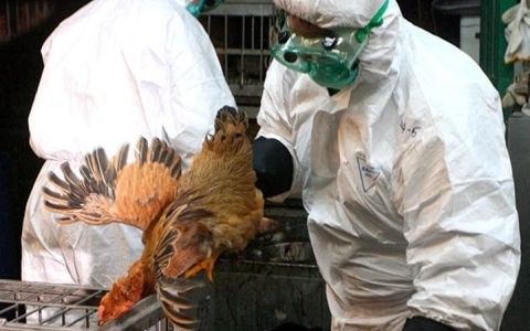 Thanh Hóa xuất hiện cúm A/H5N6