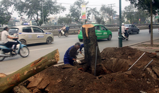 Hà Nội đã chặt hạ xong cây trên một số đường