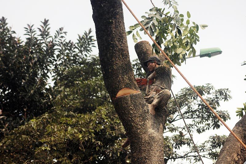 10 câu hỏi của GS Ngô Bảo Châu về việc chặt cây xanh ở Hà Nội