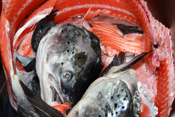 Lạ Hà Nội: Mỗi ngày bán 300 bộ xương cá hồi