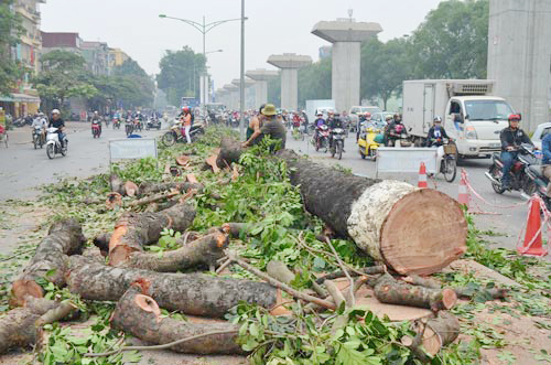 “Chặt không cần hỏi” và điều chính quyền nợ dân