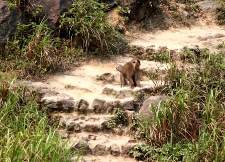 Ly kỳ cuộc vây bắt con khỉ tấn công du khách ở Đà Nẵng