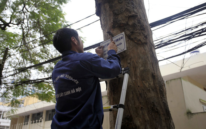 'Cảm xúc tập thể làm bối rối người quản lý cây xanh'