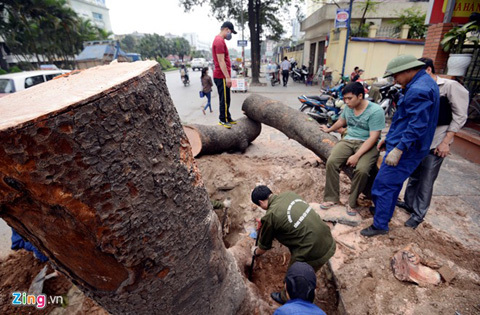 Xe chở cây bị chặt nườm nượp trên đường Hà Nội