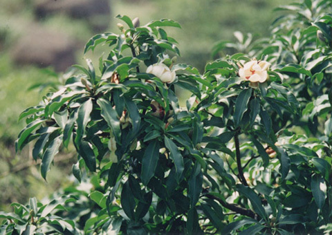 Cây Vàng tâm, thay thế, 6.700, cây xanh, Hà Nội, định nghĩa