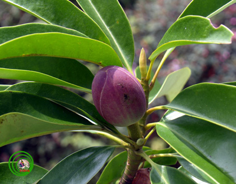 Cây Vàng tâm, thay thế, 6.700, cây xanh, Hà Nội, định nghĩa