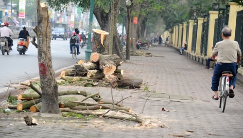 Bao nhiêu cây bị đốn vì sự xa xỉ của chúng ta?