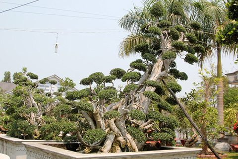 Vườn kiểng độc của chủ nhân cặp khế 7 tỷ đồng