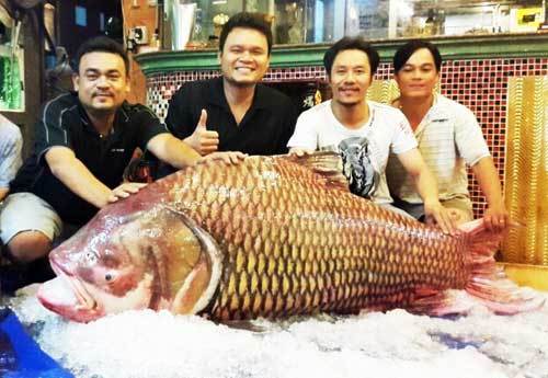 Thủy quái Mekong trong nồi lẩu trăm triệu đại gia Sài Gòn