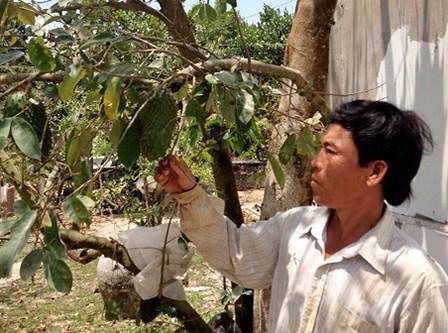 Thương lái bí ẩn mua đủ loại lá cây