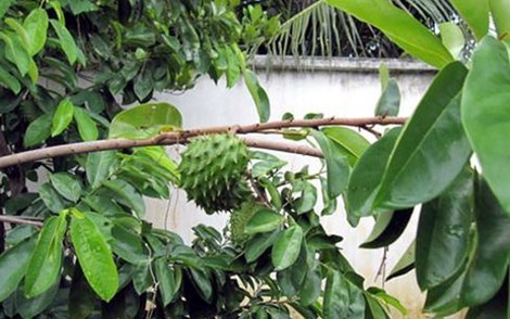 thịt-chó, lẩu-cua, nhà-hàng, quán-nhậu, hóa-chất, tăng-trọng, mãng-câu-xiêm, thương-lái, Trung-Quốc, cá-hồi, mua-sữa, tỷ-giá, USD, chặt-chém,