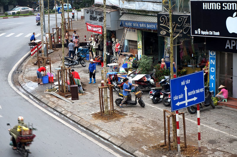 Bí thư Hà Nội: Không chặt xà cừ đang tươi tốt