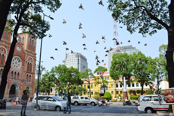 Chuyện về đàn chim bồ câu nổi tiếng ở nhà thờ Đức Bà Sài Gòn