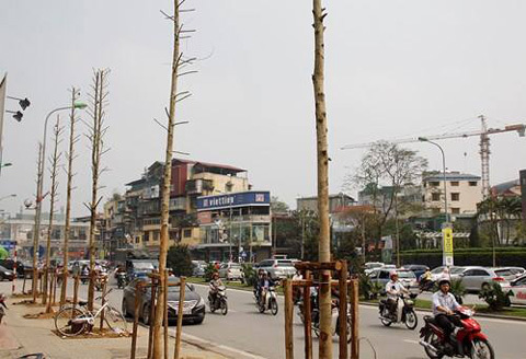 Đình chỉ, công tác, cán bộ, liên quan, thanh tra, cây xanh