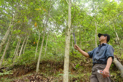 Gỗ mỡ hay vàng tâm trên đường phố Hà Nội?