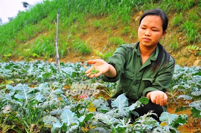 Chuyện lạ về bà chúa lợn rừng dưới chân núi Vua Bà