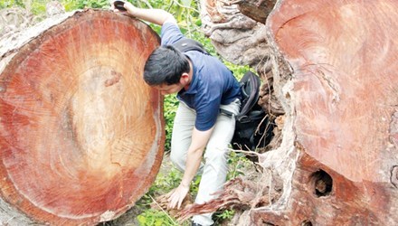gỗ; cây xanh; Hà Nội