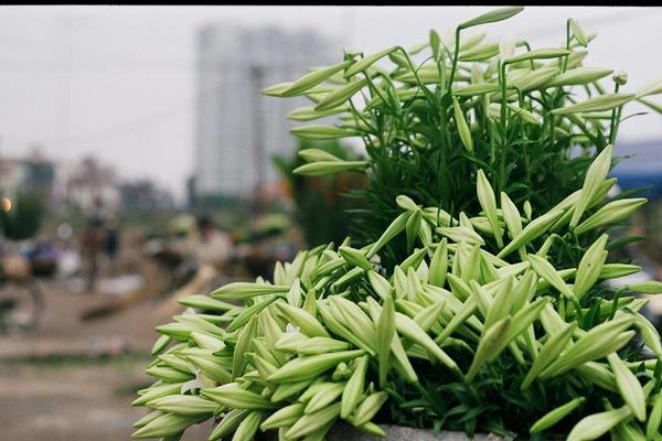 Xao xuyến tháng ba cùng loa kèn tinh khôi trên phố