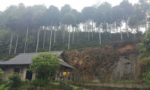 Sự thật về hàng cây mới trồng trên đường Nguyễn Chí Thanh