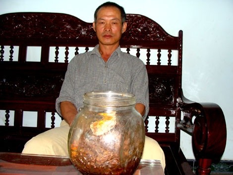 Ly kỳ củ sâm Việt Nam 800 tuổi không thể định giá