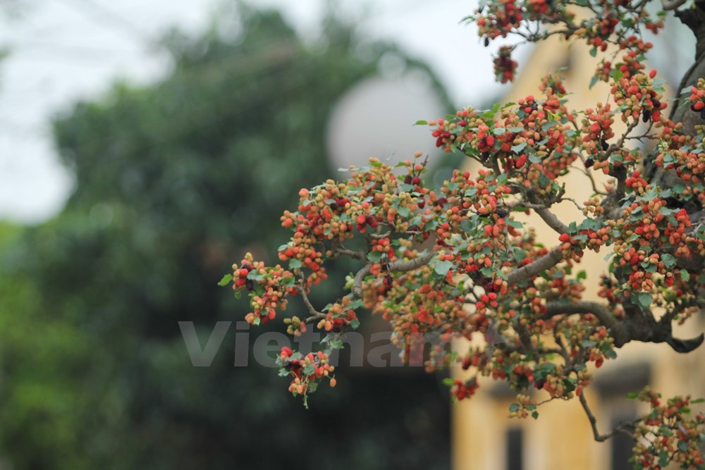 Mục sở thị cây dâu cảnh độc nhất vô nhị ở Việt Nam