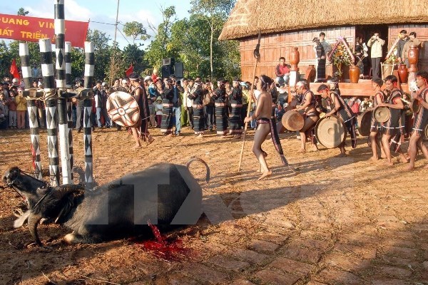 Không phục dựng những lễ hội có nghi thức “đâm, chém” động vật