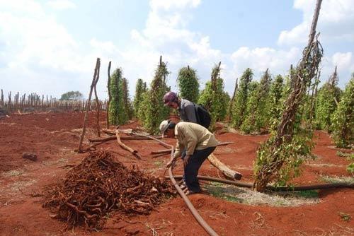 Nhà nông Việt và những “quả đắng” với tư thương Trung Quốc