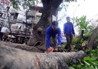 Thanh tra Chính phủ đề nghị HN làm rõ chủ trương chặt cây