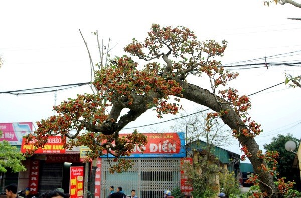 Chiêm ngưỡng cây dâu tằm giá 100 triệu đồng ở Hà Nội