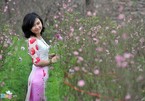 Những mùa hoa đẹp nao lòng ở Hà Nội
