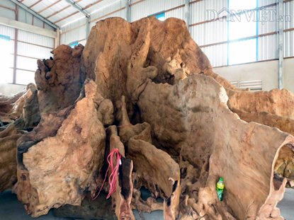 Rễ cây cổ phật 400 tuổi 12 tỷ không bán