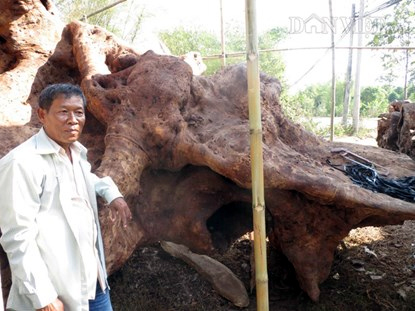 rễ-cây, cây-cổ-thụ, tâm-linh, ngệ-thuật, bộ-rễ, cổ-phật