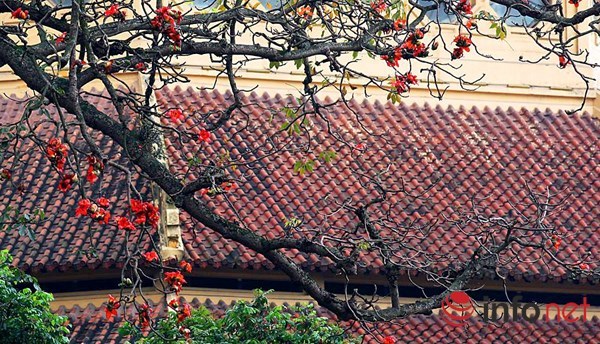 Hà Nội tháng Ba, miên man mùa hoa gạo