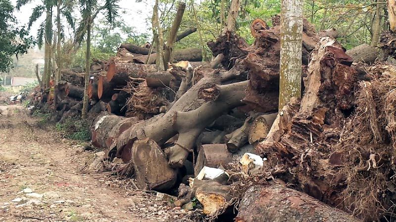 Phó Thủ tướng yêu cầu xử nghiêm vụ chặt cây xanh