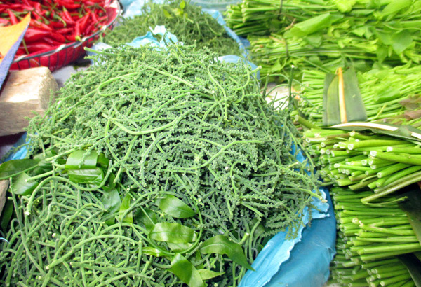 rau-ngót-rừng, hoa-rau-ngót-rừng, hút-khách, sành-ăn, giàu-đạm, xếp-hàng, Cao-Bằng, phụ-nữ-sau-sinh, Hà-Nội, rau-sạch, hái-trong-rừng, rau ngót rừng, hoa rau ngót rừng, sành ăn, giàu đạm, xếp hàng, Cao Bằng, phụ nữ sau sinh, Hà Nội
