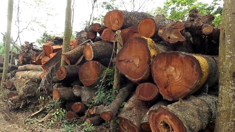 Chủ tịch HN ký công văn hỏa tốc chuyện cây xanh