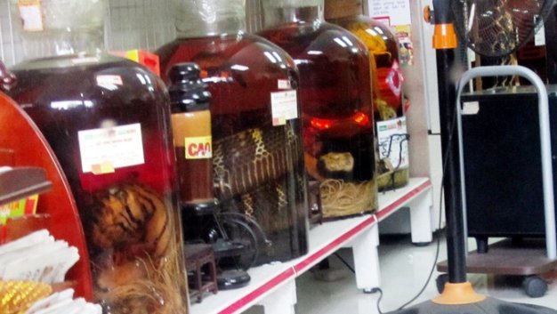 Đại gia chơi độc: Rượu bào thai hổ, gấu ngâm nguyên con