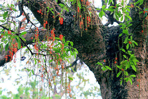 Lộc vừng 