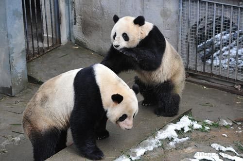 Gấu trúc từ chối 
