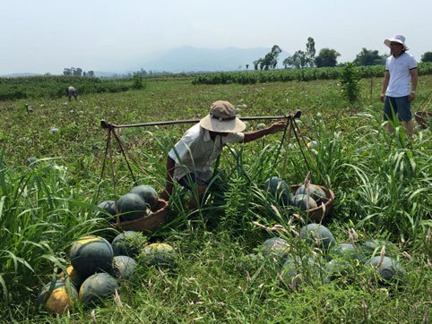 Người HN mua hết veo 14 tấn dưa giúp nông dân Quảng Nam